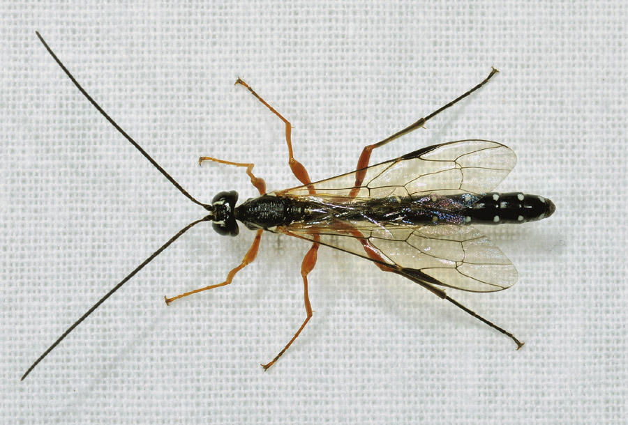 Rhyssa persuasoria (Ichneumonidae)